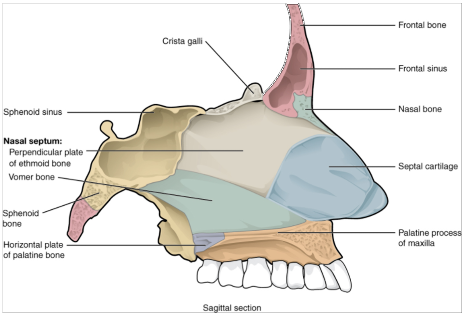 Diagram of nasal septum