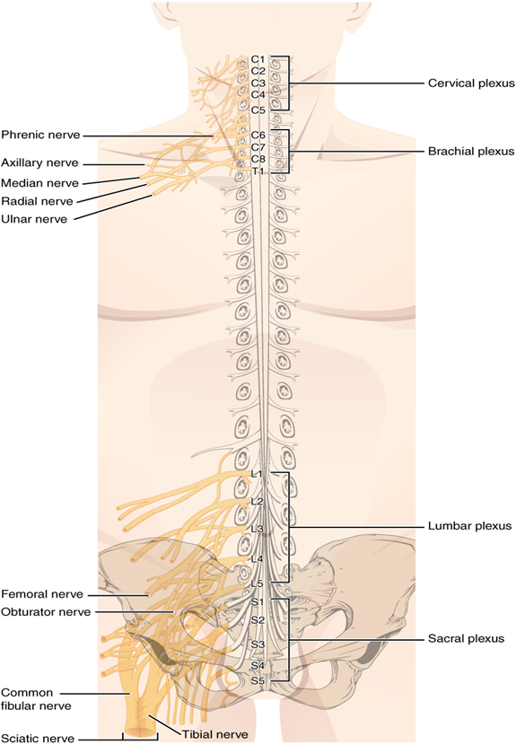Nerve plexuses of the body.