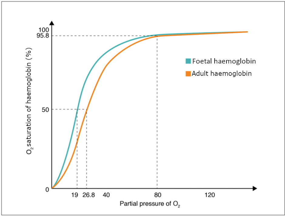 Graph of Oxygen-haemoglobin dissociation curves in foetus and adult.
