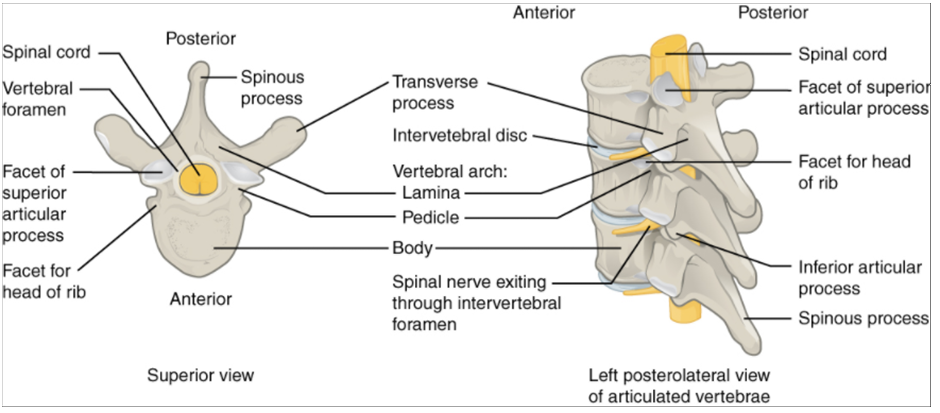 Diagrams of Parts of a typical vertebra