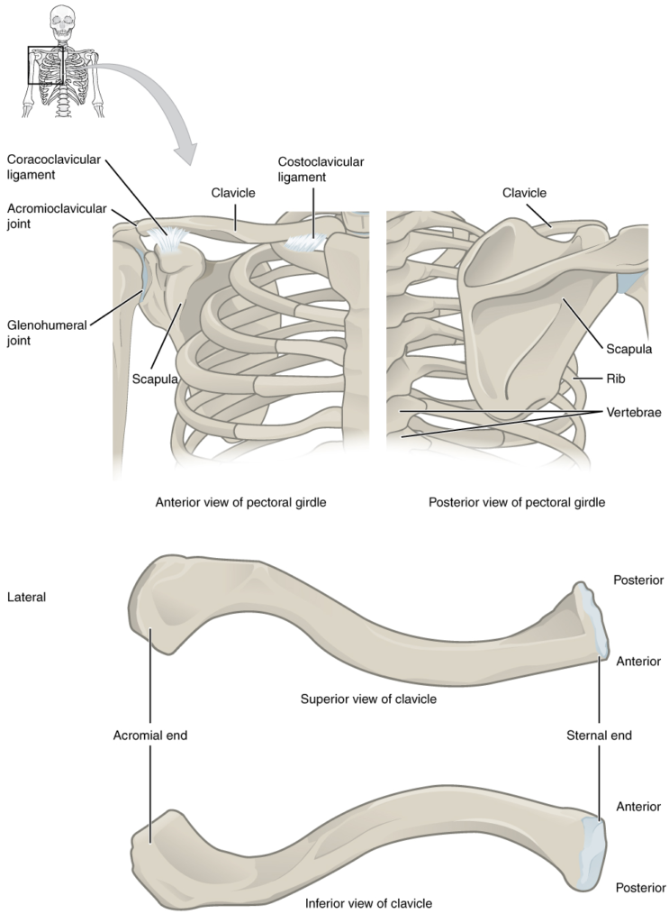 Diagram of Pectoral girdle.