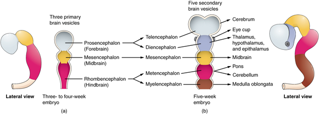 Figure 13.6.2. Primary and secondary vesicle stages of development. The embryonic brain develops complexity through enlargements of the neural tube called vesicles; (a) The primary vesicle stage has three regions, and (b) the secondary vesicle stage has five regions.