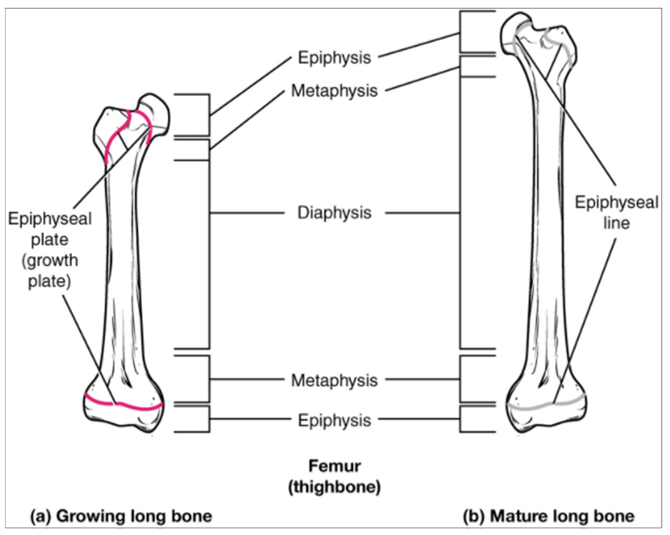 (a) Epiphyseal plates are visible in a growing bone. (b) Epiphyseal lines are the remnants of epiphyseal plates in a mature bone.