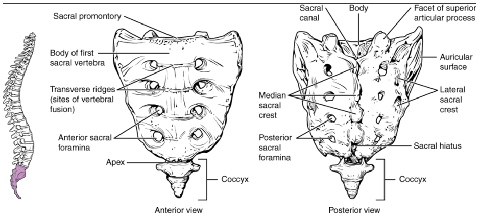 Diagram of Sacrum and coccyx.