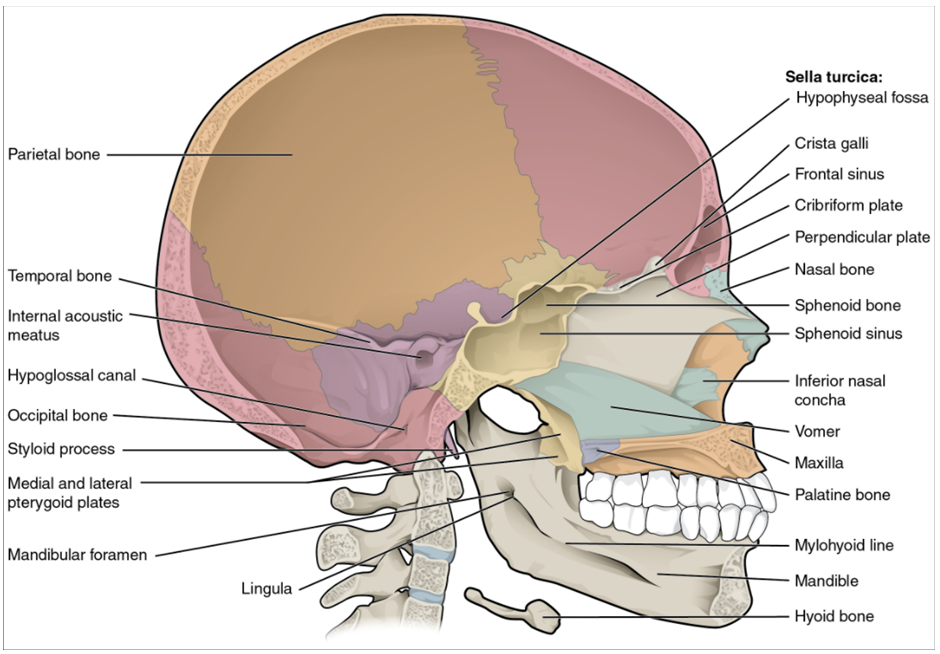 Sagittal section of skull