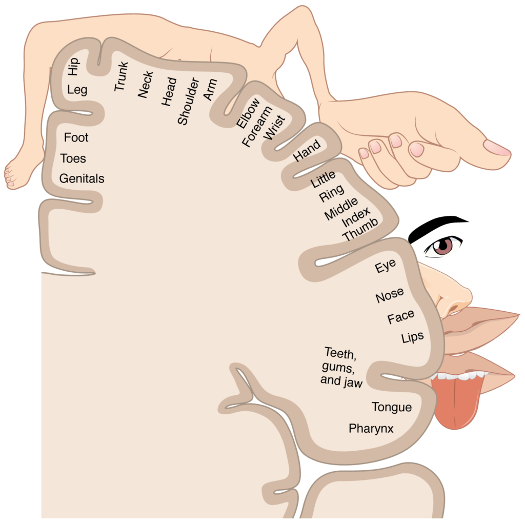 A cartoon representation of the sensory homunculus arranged adjacent to the cortical region in which the processing takes place.