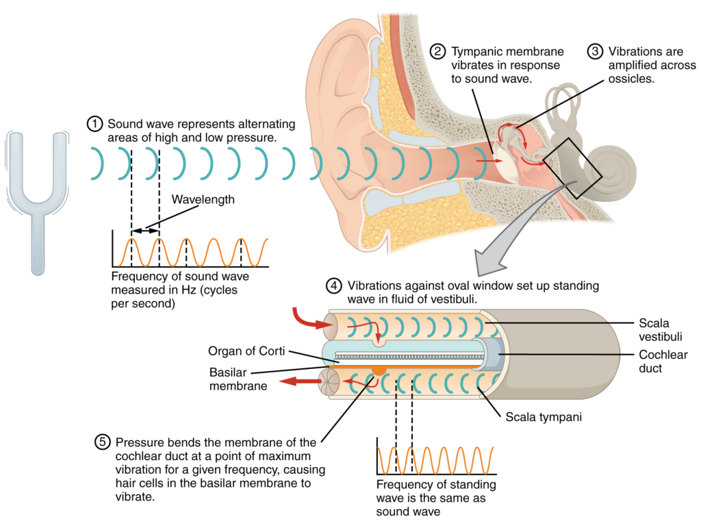 Transmission of sound waves to cochlea.