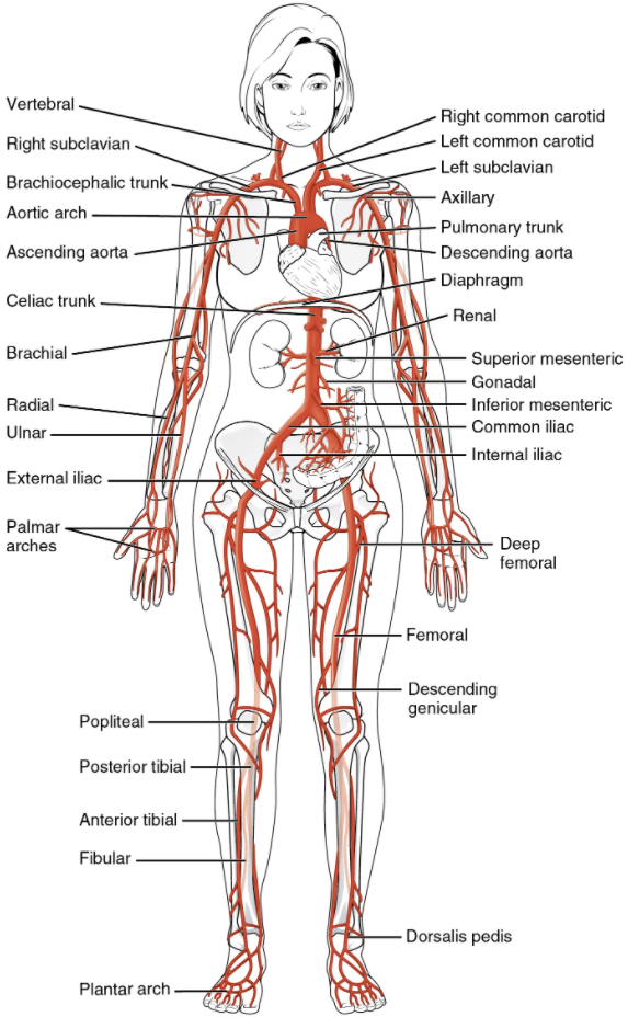Systematic arteries labelled on human body