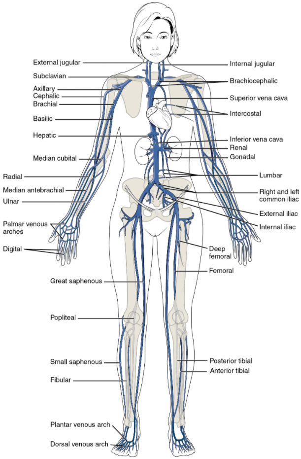 The major systemic veins of the body are shown here in an anterior view.