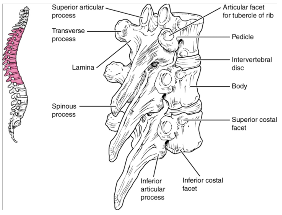 Diagram of Thoracic vertebrae