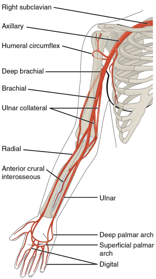 Major arteries serving the thorax and upper limb.