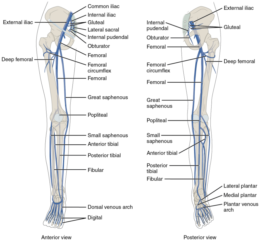 Anterior and posterior views show the major veins that drain the lower limb into the inferior vena cava.