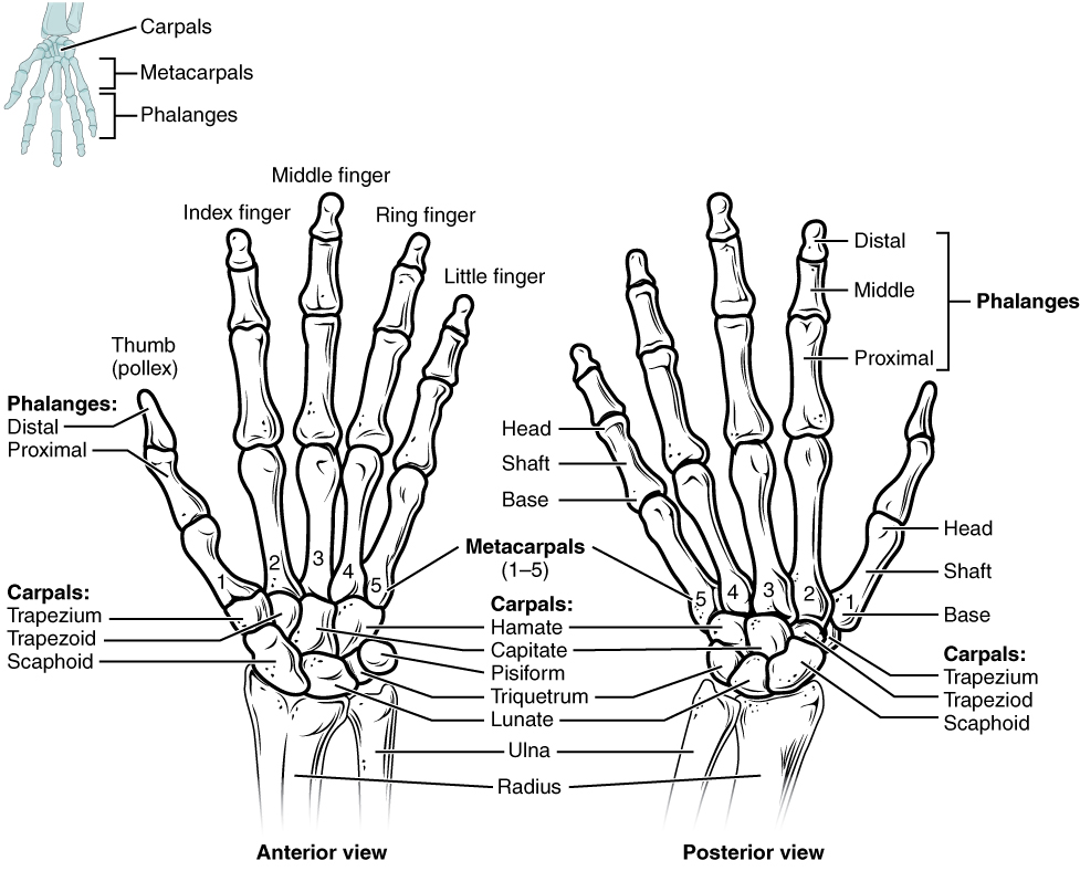 . Bones of the wrist and hand