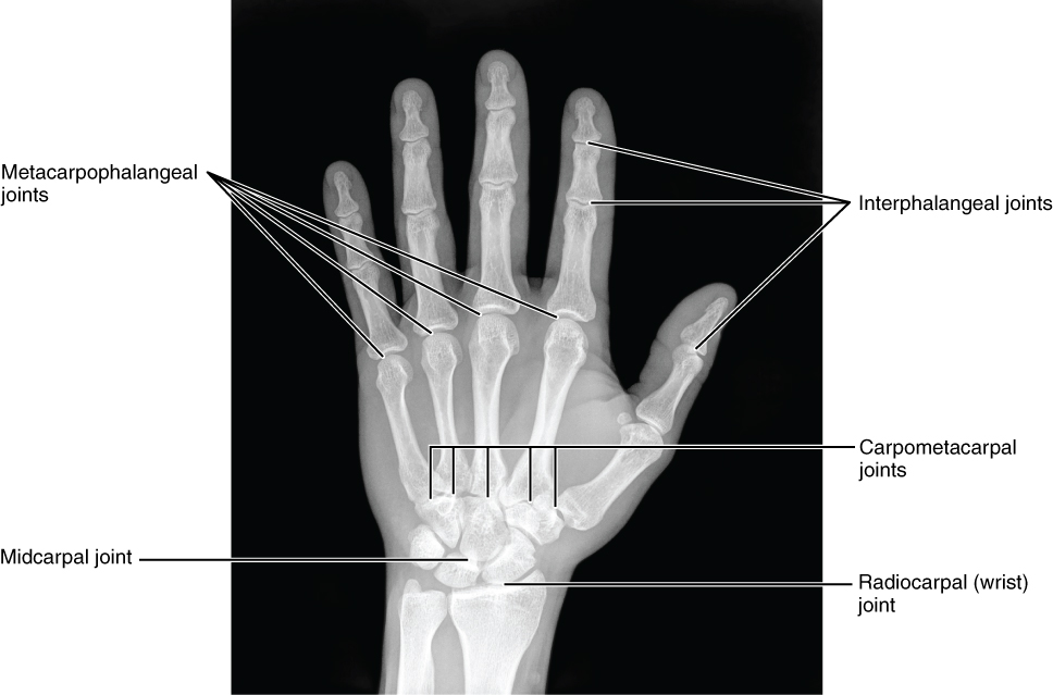 Bones of the hand posterior view.
